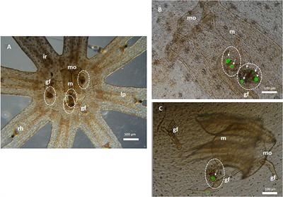 Trophic Transfer of Microplastics From Copepods to Jellyfish in the Marine Environment